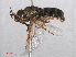  ( - RMNH.INS.553902)  @13 [ ] CreativeCommons - Attribution Non-Commercial Share-Alike (2013) Unspecified Naturalis Biodiversity Center
