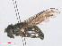  ( - RMNH.INS.553903)  @11 [ ] CreativeCommons - Attribution Non-Commercial Share-Alike (2013) Unspecified Naturalis Biodiversity Center