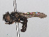  ( - RMNH.INS.553915)  @12 [ ] CreativeCommons - Attribution Non-Commercial Share-Alike (2013) Unspecified Naturalis Biodiversity Center