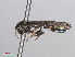  ( - RMNH.INS.553918)  @11 [ ] CreativeCommons - Attribution Non-Commercial Share-Alike (2013) Unspecified Naturalis Biodiversity Center