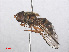  ( - RMNH.INS.553948)  @12 [ ] CreativeCommons - Attribution Non-Commercial Share-Alike (2013) Unspecified Naturalis Biodiversity Center