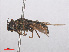  ( - RMNH.INS.553968)  @11 [ ] CreativeCommons - Attribution Non-Commercial Share-Alike (2013) Unspecified Naturalis Biodiversity Center