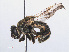  (Myolepta vara - RMNH.INS.553972)  @14 [ ] CreativeCommons - Attribution Non-Commercial Share-Alike (2013) Unspecified Naturalis Biodiversity Center