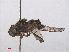  ( - RMNH.INS.553979)  @13 [ ] CreativeCommons - Attribution Non-Commercial Share-Alike (2013) Unspecified Naturalis Biodiversity Center