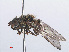  ( - RMNH.INS.553981)  @13 [ ] CreativeCommons - Attribution Non-Commercial Share-Alike (2013) Unspecified Naturalis Biodiversity Center