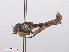  ( - RMNH.INS.554016)  @13 [ ] CreativeCommons - Attribution Non-Commercial Share-Alike (2013) Unspecified Naturalis Biodiversity Center