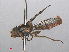  ( - RMNH.INS.554026)  @13 [ ] CreativeCommons - Attribution Non-Commercial Share-Alike (2013) Unspecified Naturalis Biodiversity Center