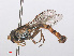 ( - RMNH.INS.554040)  @13 [ ] CreativeCommons - Attribution Non-Commercial Share-Alike (2013) Unspecified Naturalis Biodiversity Center