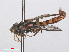  ( - RMNH.INS.554045)  @13 [ ] CreativeCommons - Attribution Non-Commercial Share-Alike (2013) Unspecified Naturalis Biodiversity Center