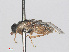  (Oxycera trilineata - RMNH.INS.554646)  @11 [ ] CreativeCommons - Attribution Non-Commercial Share-Alike (2013) Unspecified Naturalis Biodiversity Center