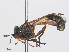  ( - RMNH.INS.554652)  @11 [ ] CreativeCommons - Attribution Non-Commercial Share-Alike (2013) Unspecified Naturalis Biodiversity Center