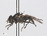  ( - RMNH.INS.554666)  @12 [ ] CreativeCommons - Attribution Non-Commercial Share-Alike (2013) Unspecified Naturalis Biodiversity Center