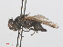  ( - RMNH.INS.554667)  @11 [ ] CreativeCommons - Attribution Non-Commercial Share-Alike (2013) Unspecified Naturalis Biodiversity Center