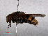  ( - RMNH.INS.554681)  @11 [ ] CreativeCommons - Attribution Non-Commercial Share-Alike (2013) Unspecified Naturalis Biodiversity Center