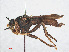  ( - RMNH.INS.554684)  @13 [ ] CreativeCommons - Attribution Non-Commercial Share-Alike (2013) Unspecified Naturalis Biodiversity Center