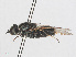  (Oxycera leonina - RMNH.INS.554686)  @12 [ ] CreativeCommons - Attribution Non-Commercial Share-Alike (2013) Unspecified Naturalis Biodiversity Center