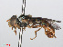  ( - RMNH.INS.554696)  @13 [ ] CreativeCommons - Attribution Non-Commercial Share-Alike (2013) Unspecified Naturalis Biodiversity Center