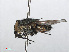  ( - RMNH.INS.554704)  @11 [ ] CreativeCommons - Attribution Non-Commercial Share-Alike (2013) Unspecified Naturalis Biodiversity Center