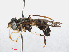  ( - RMNH.INS.554705)  @11 [ ] CreativeCommons - Attribution Non-Commercial Share-Alike (2013) Unspecified Naturalis Biodiversity Center