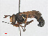  ( - RMNH.INS.554717)  @11 [ ] CreativeCommons - Attribution Non-Commercial Share-Alike (2013) Unspecified Naturalis Biodiversity Center