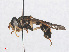  ( - RMNH.INS.554718)  @11 [ ] CreativeCommons - Attribution Non-Commercial Share-Alike (2013) Unspecified Naturalis Biodiversity Center