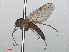  ( - RMNH.INS.554723)  @11 [ ] CreativeCommons - Attribution Non-Commercial Share-Alike (2013) Unspecified Naturalis Biodiversity Center