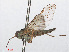 ( - RMNH.INS.554724)  @11 [ ] CreativeCommons - Attribution Non-Commercial Share-Alike (2013) Unspecified Naturalis Biodiversity Center