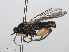  ( - RMNH.INS.554725)  @11 [ ] CreativeCommons - Attribution Non-Commercial Share-Alike (2013) Unspecified Naturalis Biodiversity Center