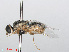  ( - RMNH.INS.554726)  @11 [ ] CreativeCommons - Attribution Non-Commercial Share-Alike (2013) Unspecified Naturalis Biodiversity Center