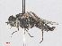  ( - RMNH.INS.554730)  @12 [ ] CreativeCommons - Attribution Non-Commercial Share-Alike (2013) Unspecified Naturalis Biodiversity Center