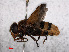  ( - RMNH.INS.554798)  @11 [ ] CreativeCommons - Attribution Non-Commercial Share-Alike (2013) Unspecified Naturalis Biodiversity Center