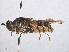  ( - RMNH.INS.554800)  @11 [ ] CreativeCommons - Attribution Non-Commercial Share-Alike (2013) Unspecified Naturalis Biodiversity Center