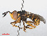  (Abrachyglossum - RMNH.INS.554801)  @11 [ ] CreativeCommons - Attribution Non-Commercial Share-Alike (2013) Unspecified Naturalis Biodiversity Center