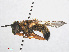  (Callicera rufa - RMNH.INS.554808)  @11 [ ] CreativeCommons - Attribution Non-Commercial Share-Alike (2013) Unspecified Naturalis Biodiversity Center