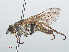  ( - RMNH.INS.554821)  @11 [ ] CreativeCommons - Attribution Non-Commercial Share-Alike (2013) Unspecified Naturalis Biodiversity Center