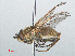  ( - RMNH.INS.554822)  @11 [ ] CreativeCommons - Attribution Non-Commercial Share-Alike (2013) Unspecified Naturalis Biodiversity Center
