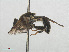  ( - RMNH.INS.556461)  @11 [ ] CreativeCommons - Attribution Non-Commercial Share-Alike (2013) Unspecified Naturalis Biodiversity Center