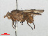  ( - RMNH.INS.556488)  @11 [ ] CreativeCommons - Attribution Non-Commercial Share-Alike (2013) Unspecified Naturalis Biodiversity Center