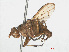  (Tetanocera elata - RMNH.INS.556489)  @14 [ ] CreativeCommons - Attribution Non-Commercial Share-Alike (2013) Unspecified Naturalis Biodiversity Center