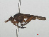  ( - RMNH.INS.556490)  @11 [ ] CreativeCommons - Attribution Non-Commercial Share-Alike (2013) Unspecified Naturalis Biodiversity Center