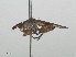  ( - RMNH.INS.556493)  @12 [ ] CreativeCommons - Attribution Non-Commercial Share-Alike (2013) Unspecified Naturalis Biodiversity Center