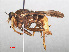  ( - RMNH.INS.557247)  @11 [ ] CreativeCommons - Attribution Non-Commercial Share-Alike (2013) Unspecified Naturalis Biodiversity Center
