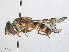  ( - RMNH.INS.557254)  @13 [ ] CreativeCommons - Attribution Non-Commercial Share-Alike (2013) Unspecified Naturalis Biodiversity Center