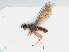  ( - RMNH.INS.557262)  @13 [ ] CreativeCommons - Attribution Non-Commercial Share-Alike (2013) Unspecified Naturalis Biodiversity Center