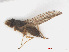  ( - RMNH.INS.557263)  @12 [ ] CreativeCommons - Attribution Non-Commercial Share-Alike (2013) Unspecified Naturalis Biodiversity Center
