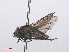  ( - RMNH.INS.557269)  @11 [ ] CreativeCommons - Attribution Non-Commercial Share-Alike (2013) Unspecified Naturalis Biodiversity Center