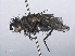  ( - RMNH.INS.557273)  @11 [ ] CreativeCommons - Attribution Non-Commercial Share-Alike (2013) Unspecified Naturalis Biodiversity Center