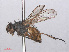  ( - RMNH.INS.557275)  @11 [ ] CreativeCommons - Attribution Non-Commercial Share-Alike (2013) Unspecified Naturalis Biodiversity Center