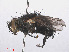  ( - RMNH.INS.557276)  @12 [ ] CreativeCommons - Attribution Non-Commercial Share-Alike (2013) Unspecified Naturalis Biodiversity Center