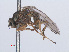  (Agathomyia sexmaculata - RMNH.INS.557277)  @11 [ ] CreativeCommons - Attribution Non-Commercial Share-Alike (2013) Unspecified Naturalis Biodiversity Center